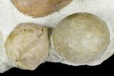 Asaphus Punctatus Trilobite With Three Cystoids - Russia #178236-8